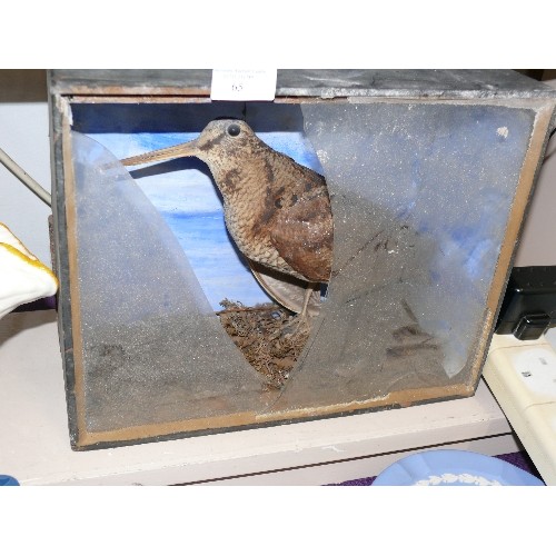 65 - A TAXIDERMY BIRD IN DISPLAY CASE (NEEDS NEW GLASS).