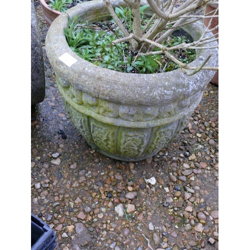 370 - NICE SHRUB IN A CONCRETE PLANTER PLUS CONCRETE TUBULAR PLANTER