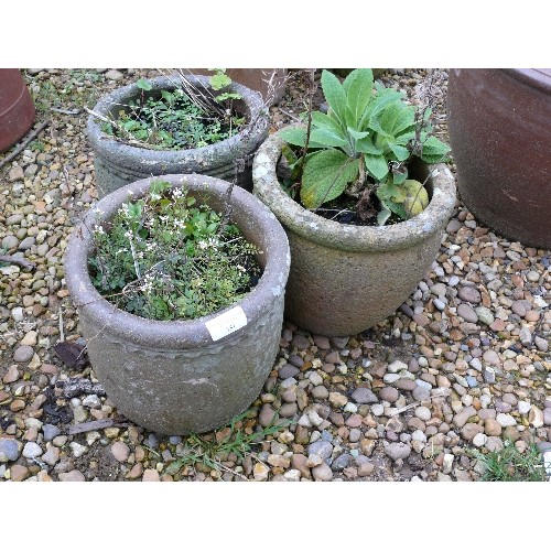 381 - THREE STONEWARE PLANTERS WITH PLANTS