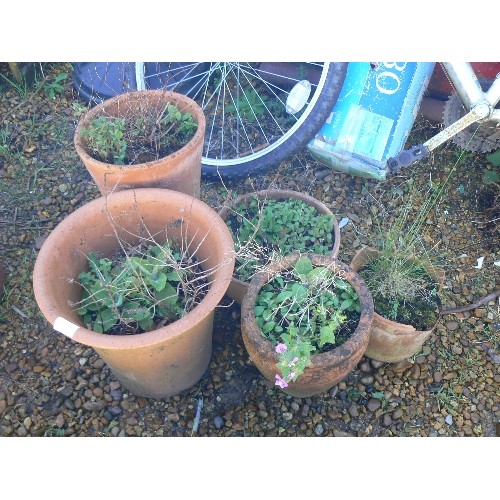 382 - 5 TERRACOTTA PLANT POTS WITH PLANTS, 1 FROST DAMAGED