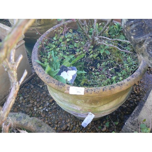 396 - CIRCULAR TERRACOTTA PLANTER WITH A ROSE