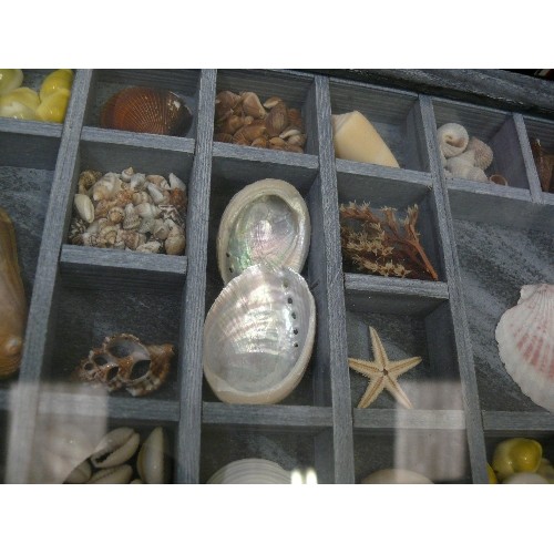 357 - A WALL HANGING DISPLAY CASE AND A TALL GLASS JAR WITH CONTENTS OF DECORATIVE SHELLS.