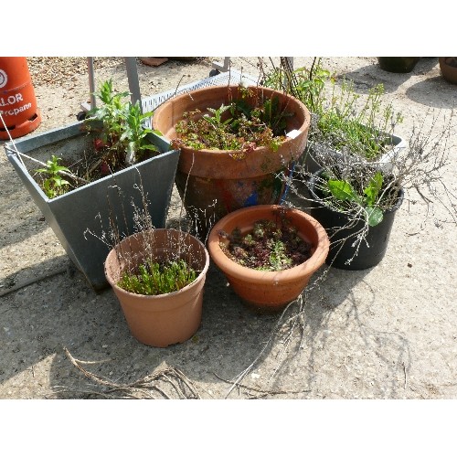 400 - A SELECTION OF 6 PLANT POTS TO INCLUDE TERRACOTTA