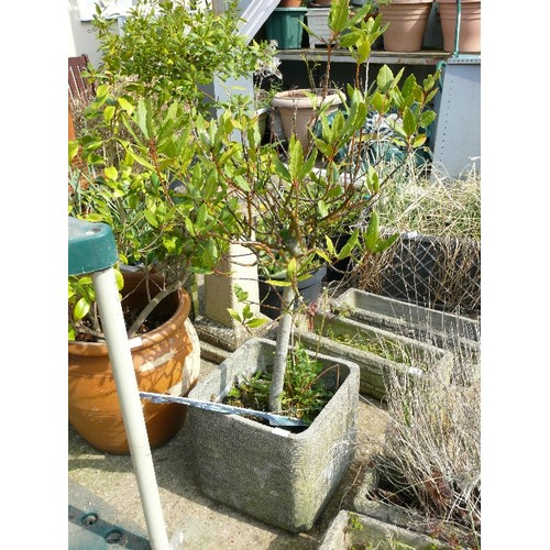 404 - A LARGE SQUARE PLANTER WITH A BAY TREE