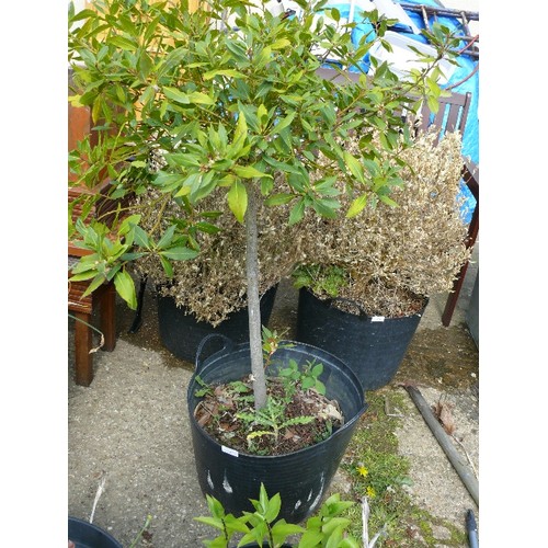 410 - A WELL ESTABLISHED BAY TREE IN A LARGE PLASTIC TUB