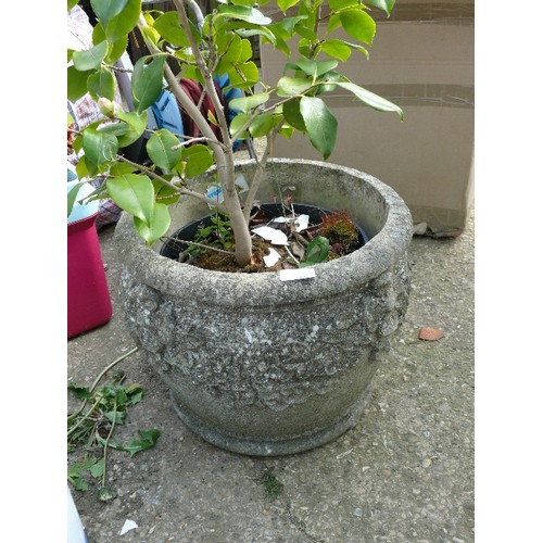 419 - A LARGE ROUND CONCRETE PLANT POT WITH A WELL ESTABLISHED CAMILLIA PLANT