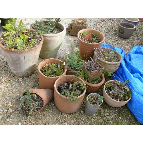 426 - A LARGE SELECTION OF TERRACOTTA PLANT POTS