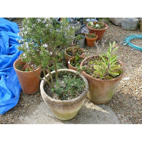 426 - A LARGE SELECTION OF TERRACOTTA PLANT POTS