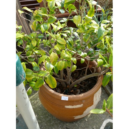 405 - A LARGE ROUND SALT GLAZED POT (DAMAGED) WITH A NICE ESTABLISHED SHRUB