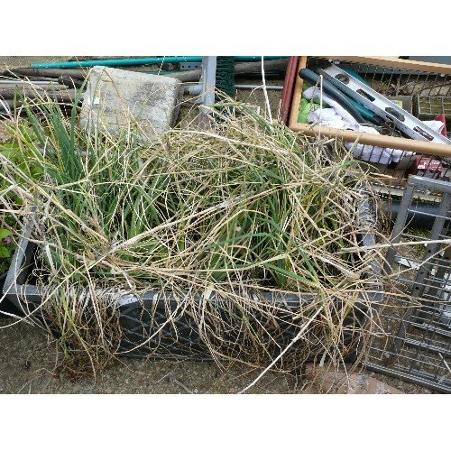 409 - A LARGE RECTANGULAR PLASTIC PLANTER AND 2 FURTHER ROUND PLANTERS ALL WITH PLANTS