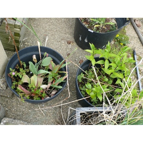 409 - A LARGE RECTANGULAR PLASTIC PLANTER AND 2 FURTHER ROUND PLANTERS ALL WITH PLANTS