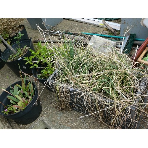 409 - A LARGE RECTANGULAR PLASTIC PLANTER AND 2 FURTHER ROUND PLANTERS ALL WITH PLANTS