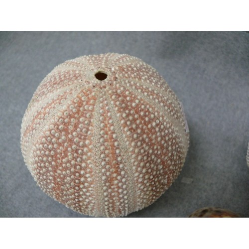 155 - 2 SEA URCHIN SHELLS PLUS A COWRIE