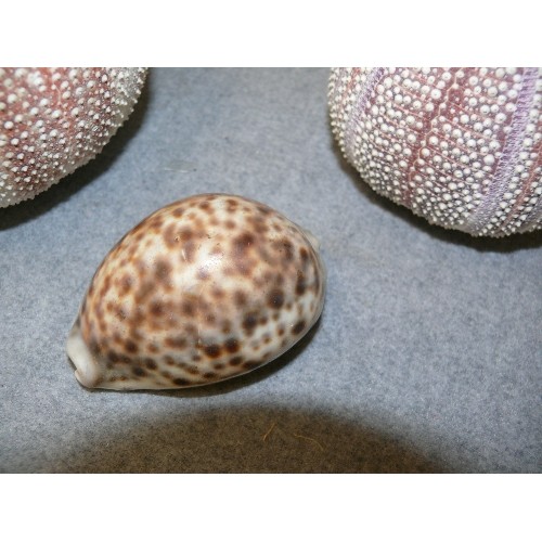 155 - 2 SEA URCHIN SHELLS PLUS A COWRIE