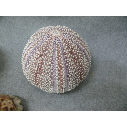 155 - 2 SEA URCHIN SHELLS PLUS A COWRIE