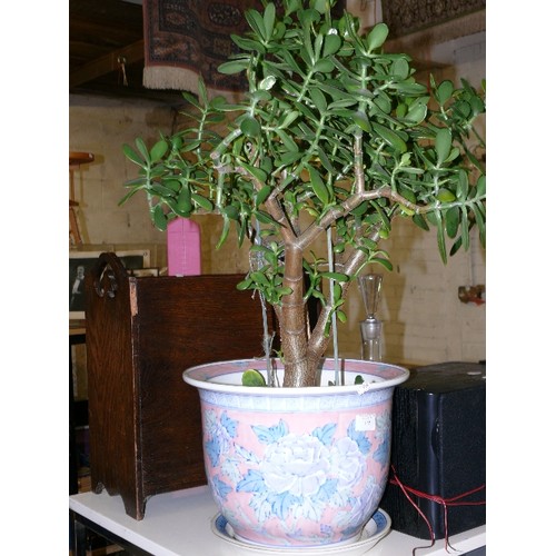 309 - A MONEY TREE IN A LARGE ORIENTAL CERAMIC PLANTER