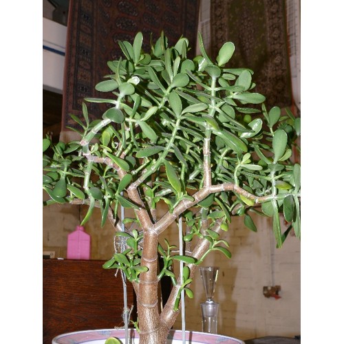 309 - A MONEY TREE IN A LARGE ORIENTAL CERAMIC PLANTER