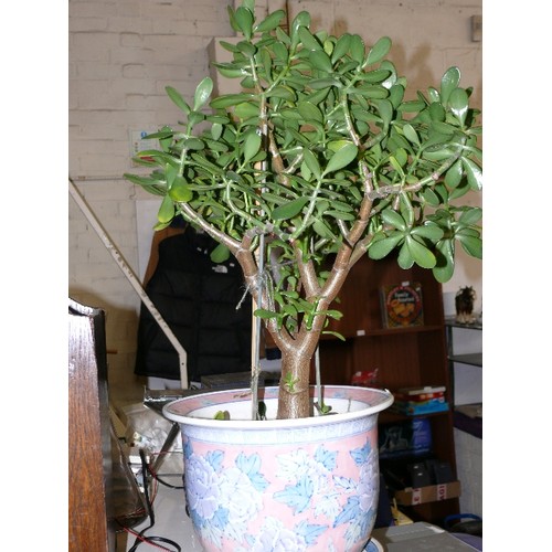 309 - A MONEY TREE IN A LARGE ORIENTAL CERAMIC PLANTER