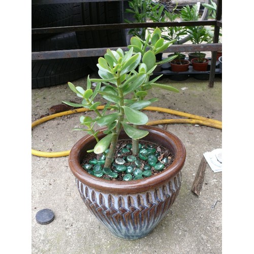 454 - MONEY PLANT IN BROWN GLAZED POT