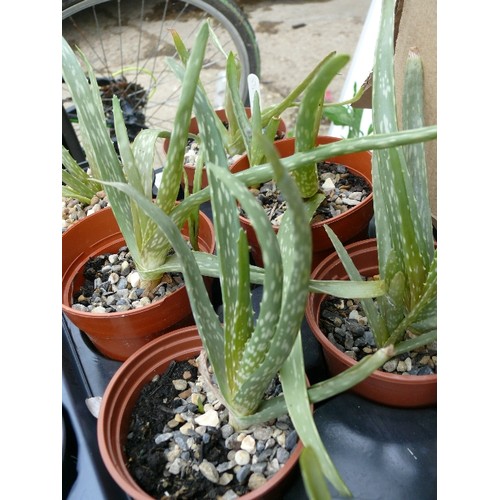 453 - TRAY OF 10 ALOE VERA PLANTS