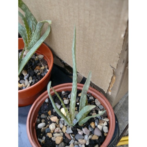 453 - TRAY OF 10 ALOE VERA PLANTS