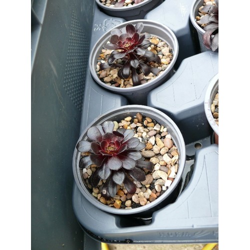 452 - TRAY OF 8 X SOLATUM (WINTER CHERRY) - AEONIUMS