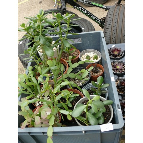 451 - CRATE OF 11 X SUCCULENTS & CACTI INCLUDING MONEY PLANTS