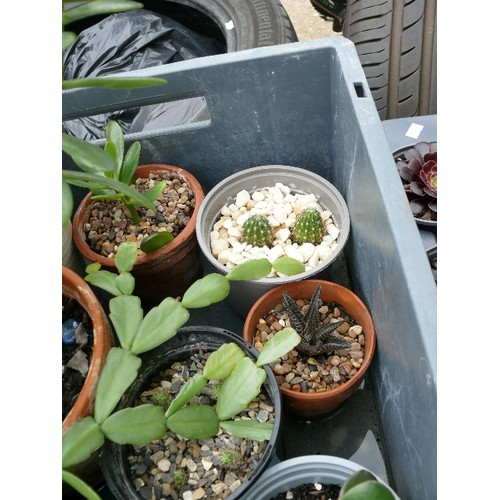 451 - CRATE OF 11 X SUCCULENTS & CACTI INCLUDING MONEY PLANTS