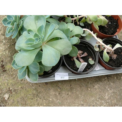 450 - TRAY OF 15 X GHOST OR BLUE ECHEVERIA SUCCULENT PLANTS