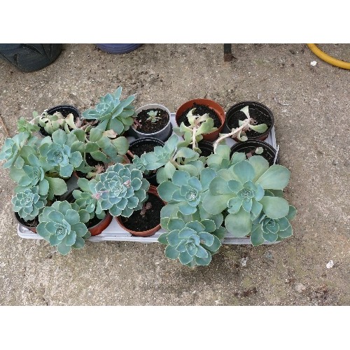 450 - TRAY OF 15 X GHOST OR BLUE ECHEVERIA SUCCULENT PLANTS