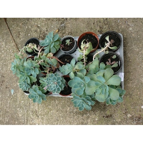 450 - TRAY OF 15 X GHOST OR BLUE ECHEVERIA SUCCULENT PLANTS