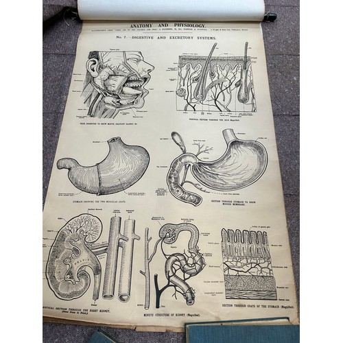 171 - A rare set of early 20th Century Anatomical prints - Illustration of First Aid to the Injured and Si... 