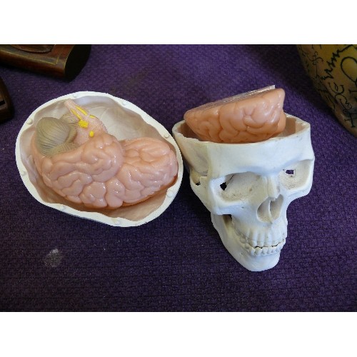 56A - AN ANATOMICAL SKULL SHOWING THE BONES OF THE HEAD IN DETAIL AND THE BRAIN DISSECTED, DETAILING THE N... 
