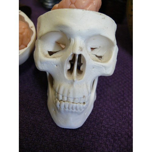 56A - AN ANATOMICAL SKULL SHOWING THE BONES OF THE HEAD IN DETAIL AND THE BRAIN DISSECTED, DETAILING THE N... 