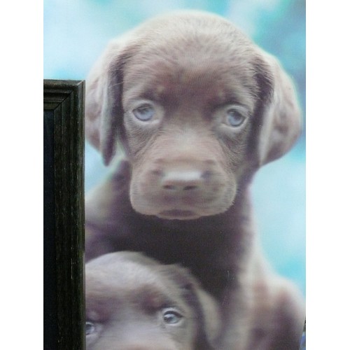 428 - 4 X GLASS PICTURES INC 3D CHOCOLATE LABRADOR PUPPIES, PARROTS, GOLF ADVERT AND 1977 JUBILEE