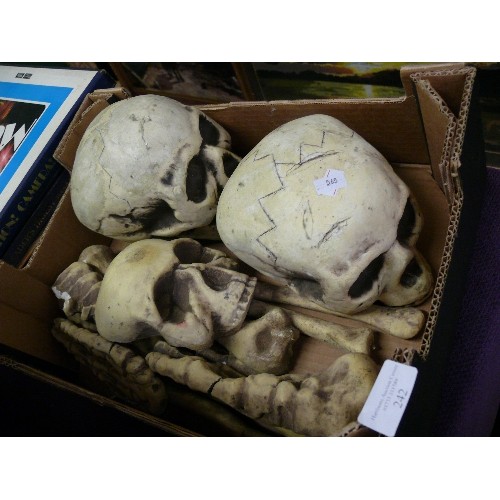 242 - A BOX OF MODEL SKELETON PARTS TO INCLUDE 3 SKULLS, 2 HANDS AND VARIOUS BONES