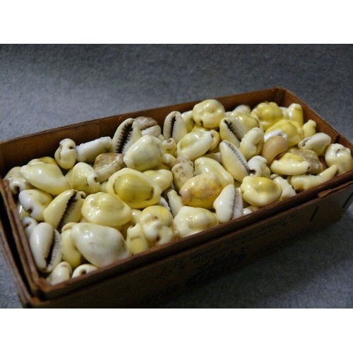 160 - A LARGE COLLECTION OF COWRIE SHELLS