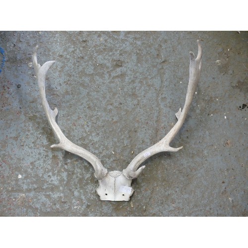 70 - A VERY NICE SET OF DEER ANTLERS