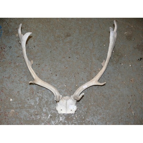 70 - A VERY NICE SET OF DEER ANTLERS