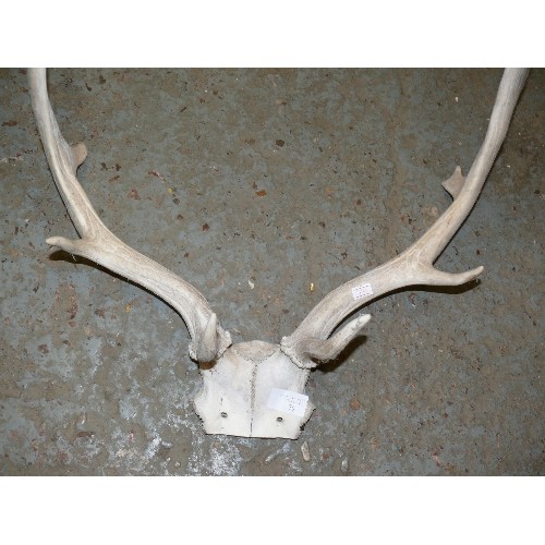 70 - A VERY NICE SET OF DEER ANTLERS