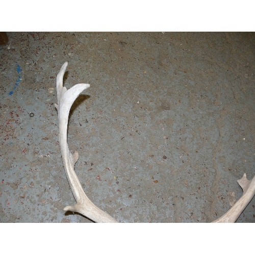 70 - A VERY NICE SET OF DEER ANTLERS