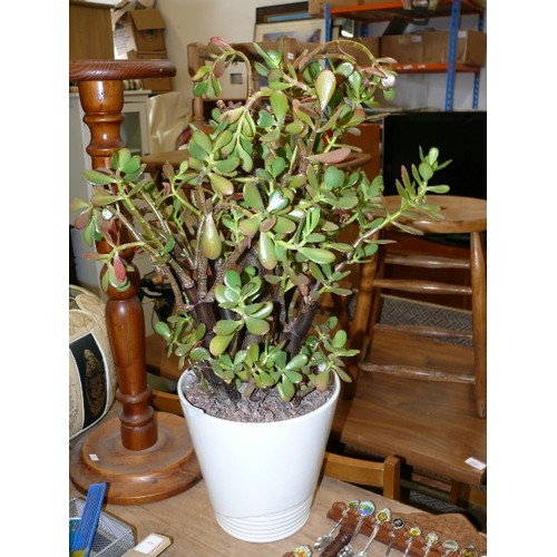 351 - A VERY NICE MONEY PLANT IN A LARGE CERAMIC PLANT POT