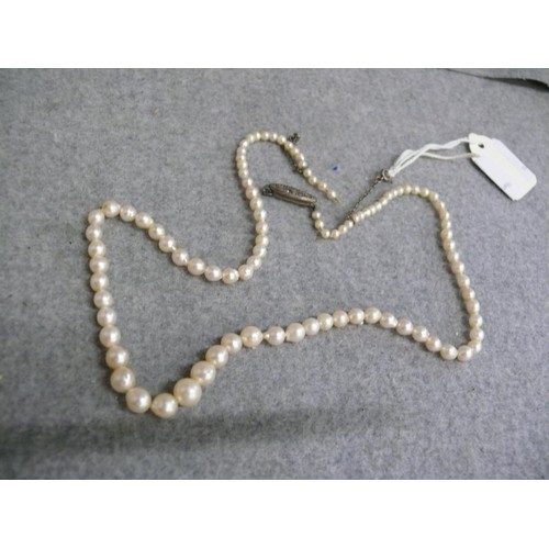 45 - A VINTAGE STRING OF REAL NATURAL WILD PEARLS CLASP NEEDS A QUICK FIX