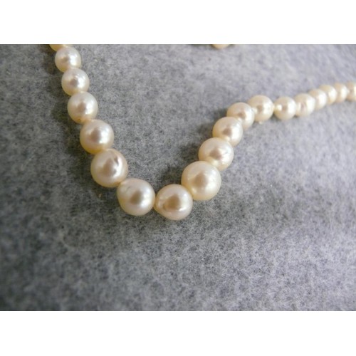 45 - A VINTAGE STRING OF REAL NATURAL WILD PEARLS CLASP NEEDS A QUICK FIX