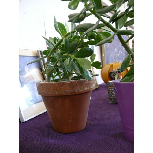 129 - A PAIR OF WAX JADE HOUSE PLANTS