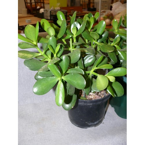 130 - A PAIR OF WAX JADE HOUSE PLANTS