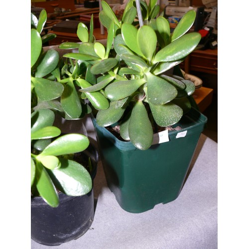 130 - A PAIR OF WAX JADE HOUSE PLANTS