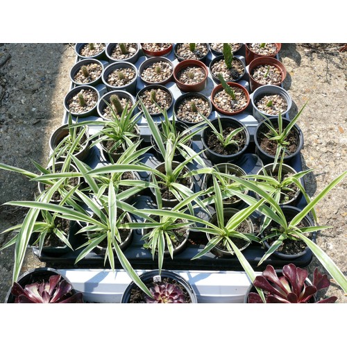 395 - TRAY OF GRASS PLANTS