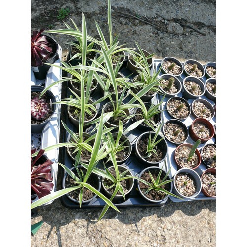 395 - TRAY OF GRASS PLANTS