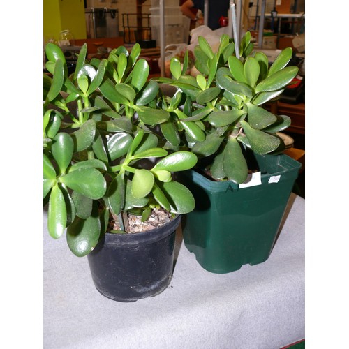 130 - A PAIR OF WAX JADE HOUSE PLANTS